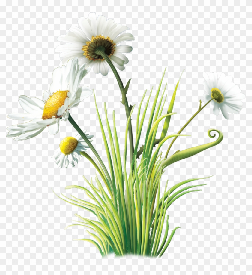Flowers Transp For Creation - Png Bouquet De Marguerites Clipart #3950409