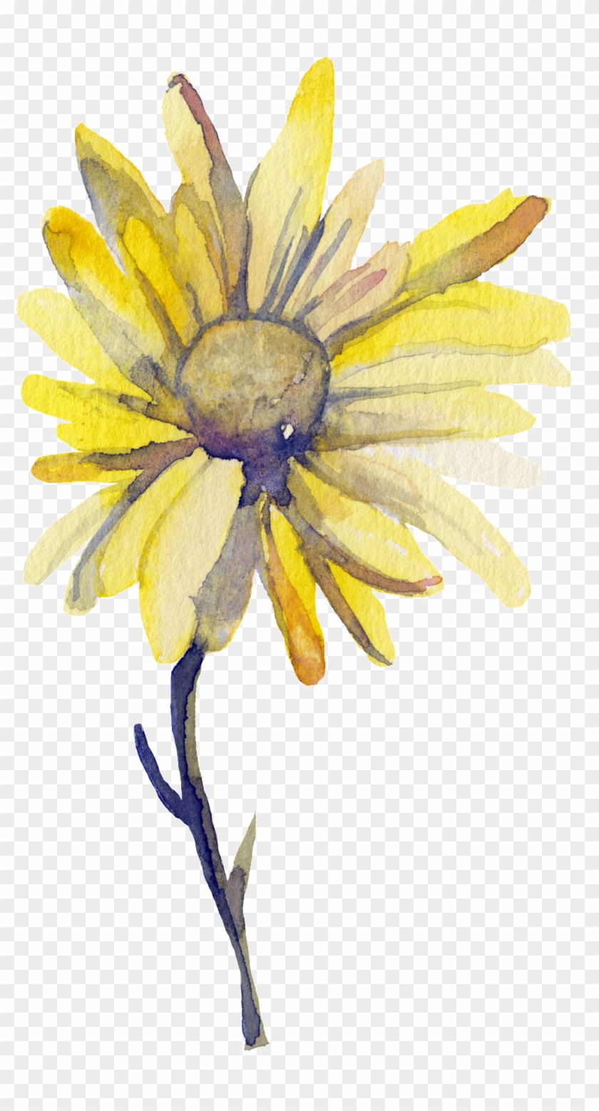 Yellow Sun Flower Transparent Decorative - Watercolor Painting Clipart #3950756