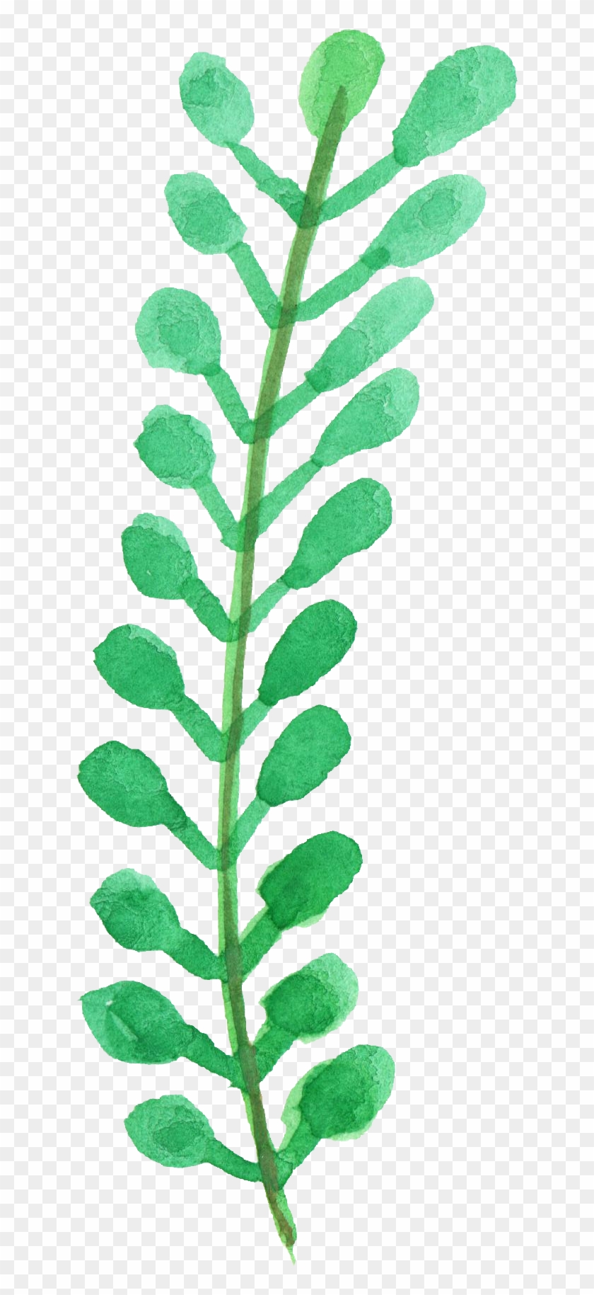 Free Download - Phyllanthus Family Clipart
