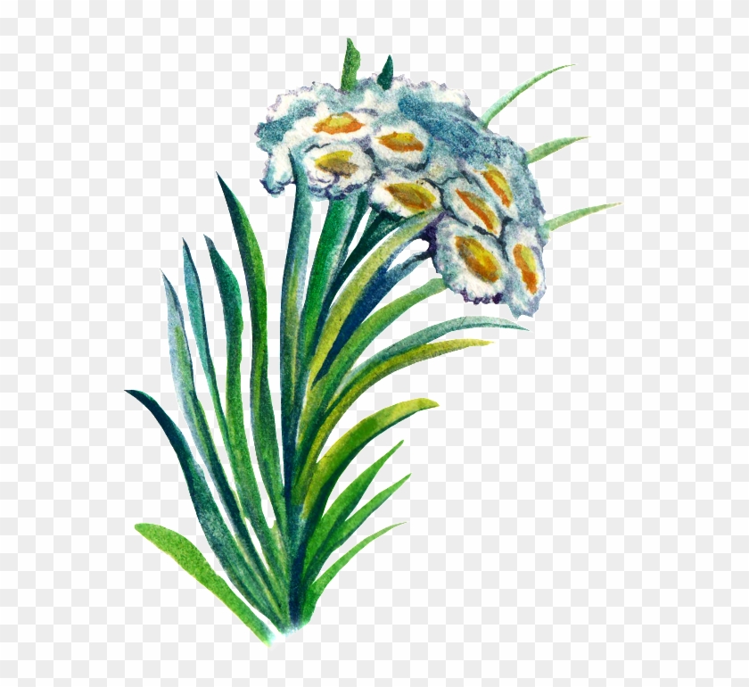Hand-painted Plant Cartoon Transparent Watercolor Material - Edelweiss Clipart #3951536