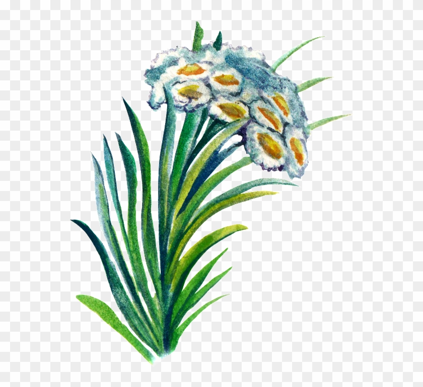 Hand-painted Plant Cartoon Transparent Watercolor Material - Edelweiss Clipart