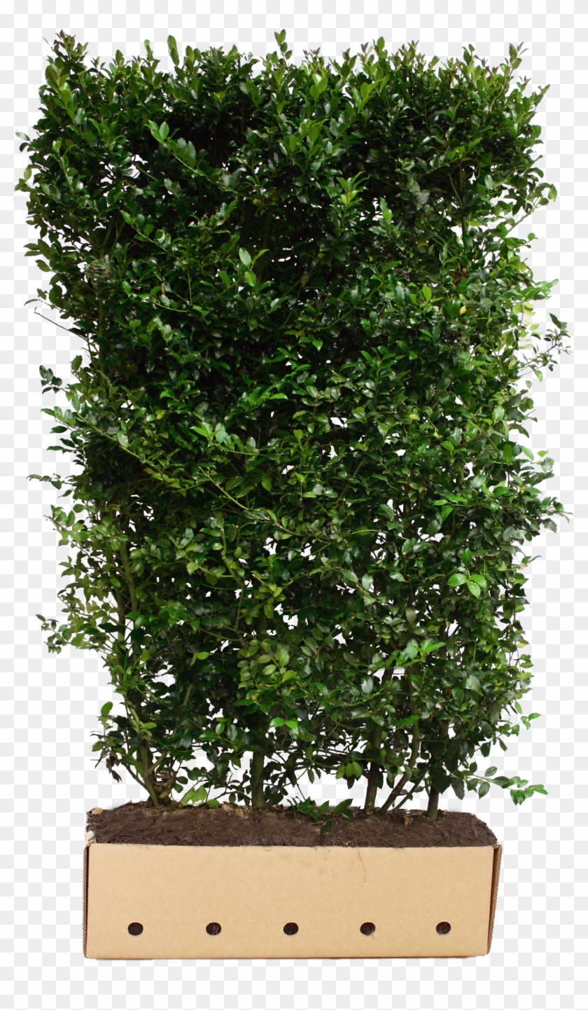 Instant Hedges Evergreen - Ostrokrzew Żywopłot Clipart #3952846