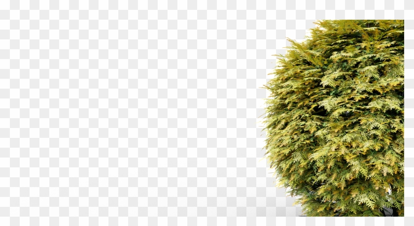 Or You Can Select It And Copy It Using Ctrl C And In - Thuya Clipart