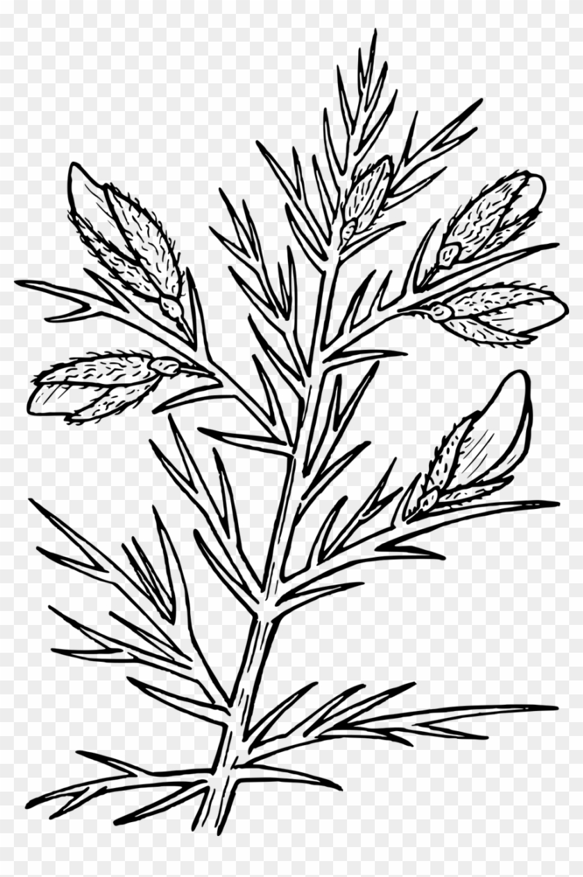 Svg Library Download Bush Evergreen Furze Gorse Transparent - Gorse Black And White Clipart