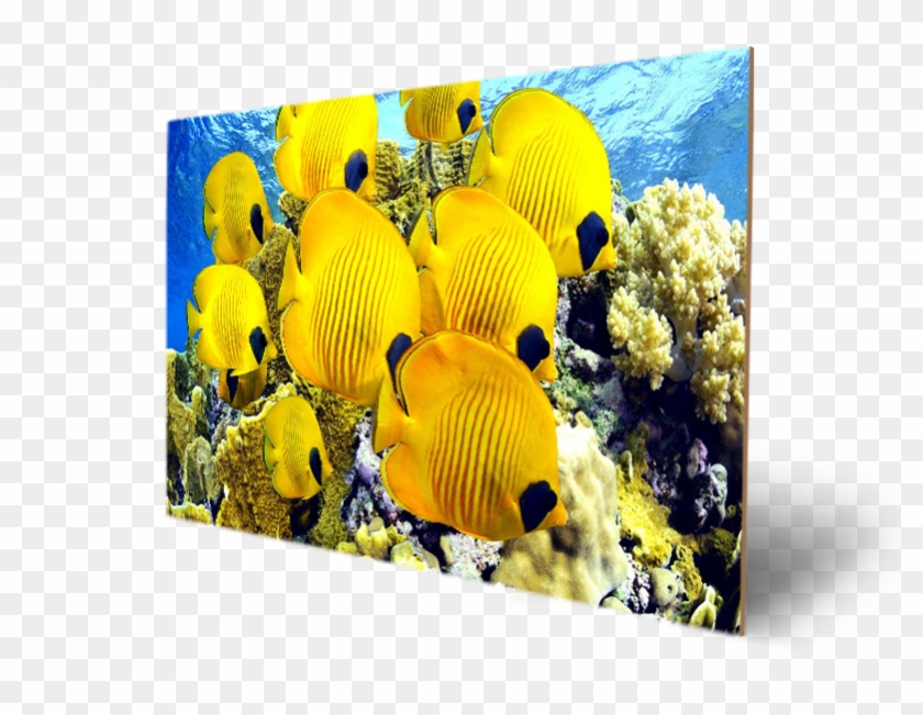 Beautirul - Embroidery Clipart