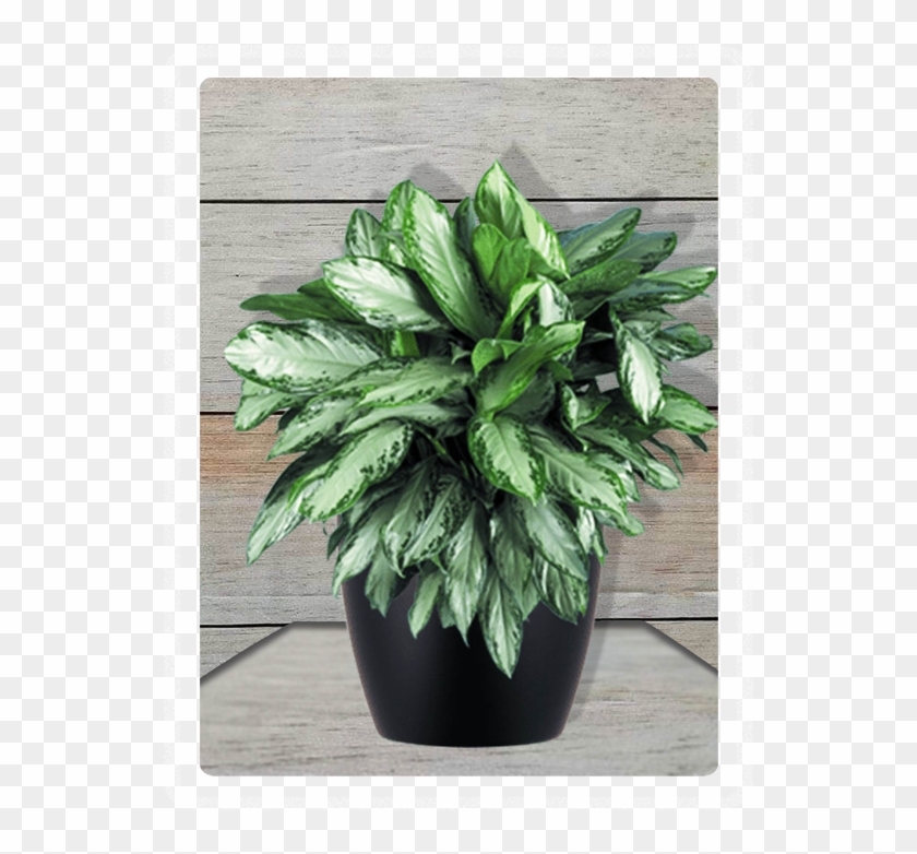 Aglonema Clipart