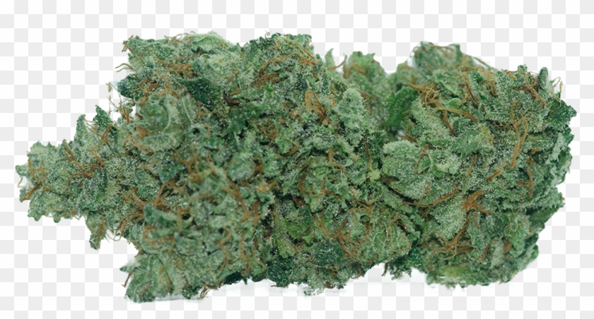 Dsc 0232@025x-1 - Sitka Spruce Clipart