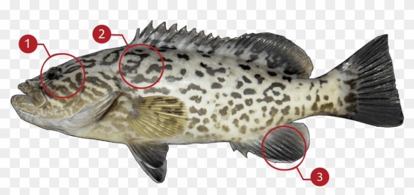 How To Identify A Gag Grouper - Lunge Clipart #3955396