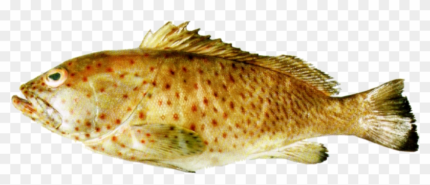 Long Spine Grouper - Gulf Flounder Clipart #3955551