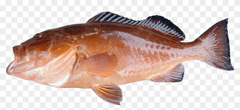 Red Grouper - Coastal Cutthroat Trout Clipart #3956330