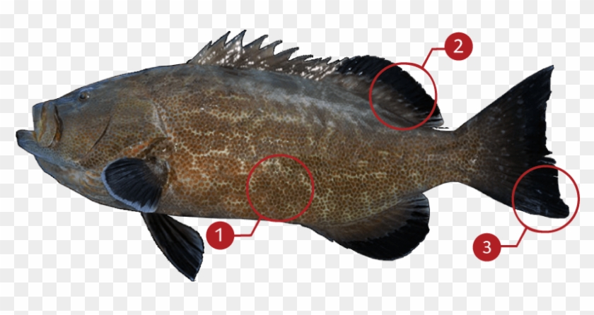 How To Identify A Broomtail Grouper - California Flounder Clipart