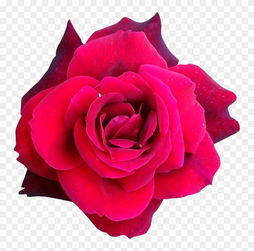 Fleur Rose Png - Rose Render Clipart