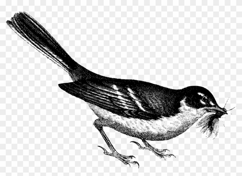 Bird, Engraving, Fly, Nature, White, Drawing, Animals - Engraving Bird Clipart