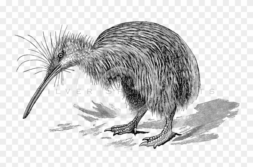 Bird Drawing Png Clipart