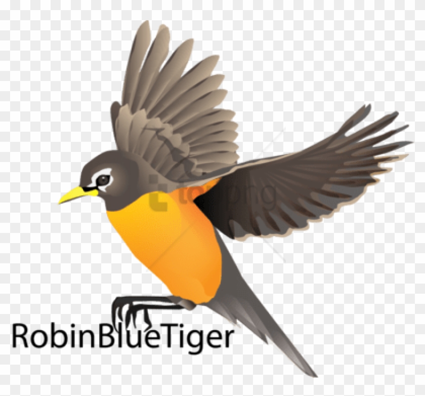 Free Png Robin Bird Flying Drawing Png Image With Transparent - Robin Bird Fly Vector Clipart