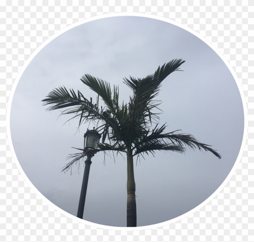 #palmtrees #pngstickerremix #pngstickers #png South - Desert Palm Clipart #3962198
