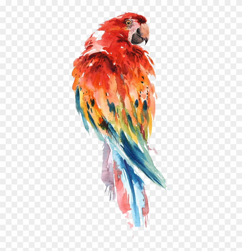Parrot Watercolor Painting Bird Drawing Art - Macaw Watercolor Paintings Clipart #3962303