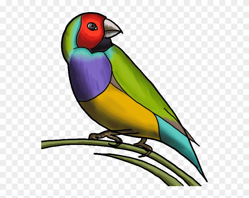 Lovebird Drawing Tutorial Step By Step - Parakeet Clipart #3962336