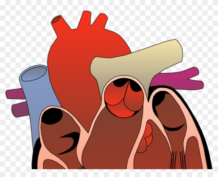 K3siv2hksvnzyxcrdt6d - Human Heart With Transparent Background Clipart #3963484