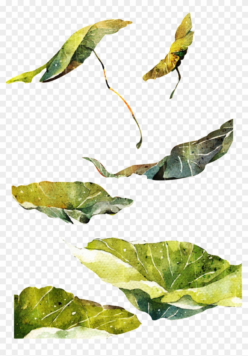 Hand Painted Piece Of Lotus Leaf Transparent - Leaf Clipart #3965262