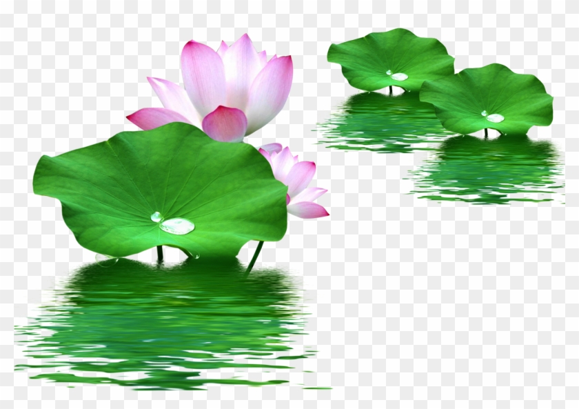 Leaf Nelumbo Nucifera Lotus Effect Water Clipart - Lotus Flower Leaf Png Transparent Png #3965312