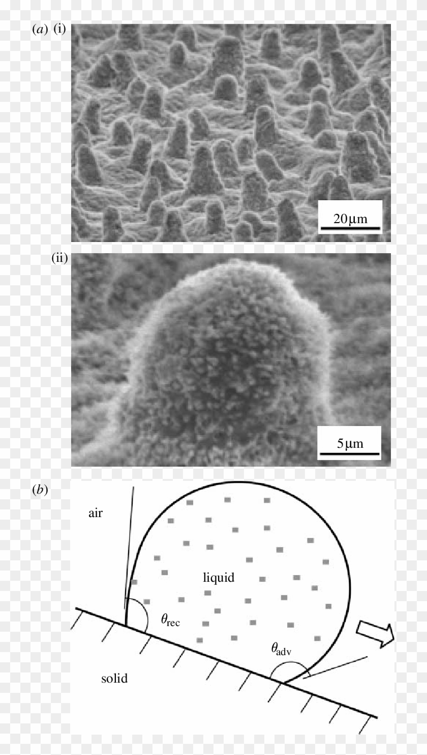 And (ii)) Scanning Electron Microscope (sem) Image - Lotus Effect Clipart