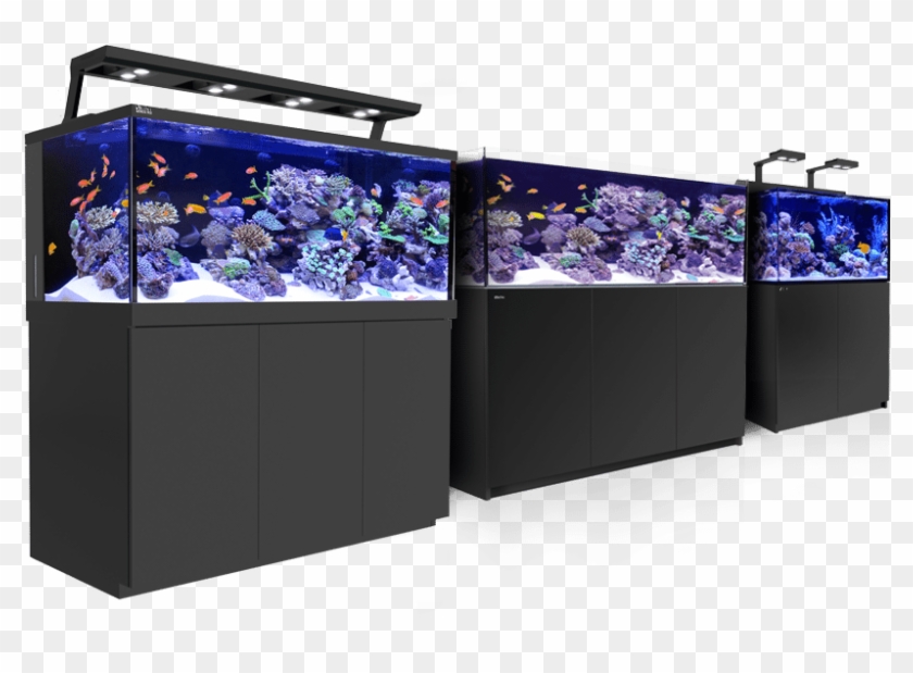 Sign Up To Join Our Red Sea Internet Community - Red Sea Fish Tank Clipart #3967179