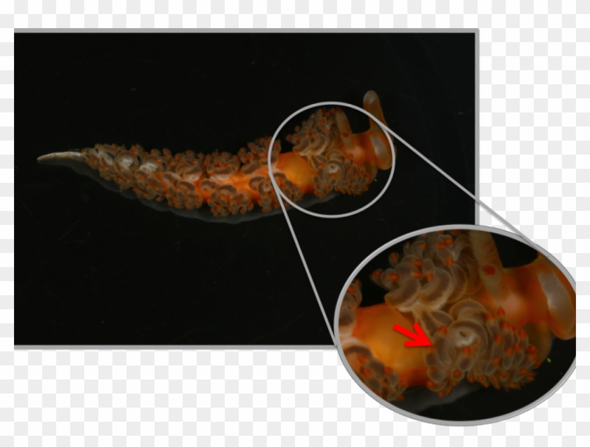 Cangrejos De Herradura Sa Clipart