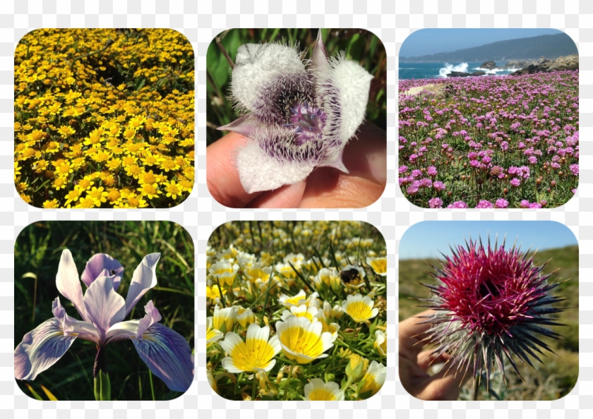 Top, Left To Right - Crocus Clipart