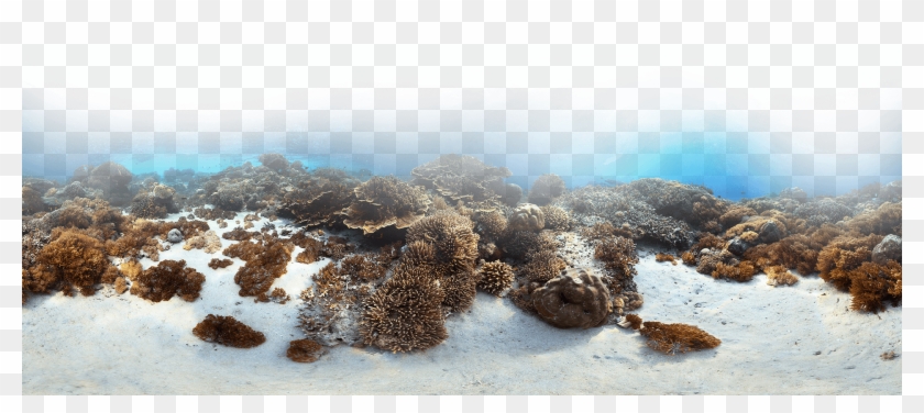 Capitol Hill Ocean Week - Marine Biology Clipart #3967352