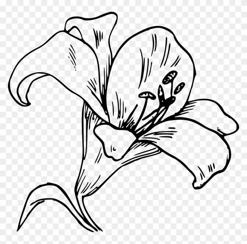 Download Drawing Tiger Lily Line Art Arum-lily Clipart #3967888