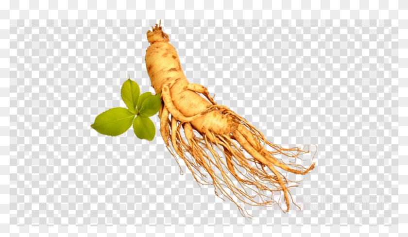 Download Transparent Ginseng Png Clipart Royalty-free - Chicken With No Background