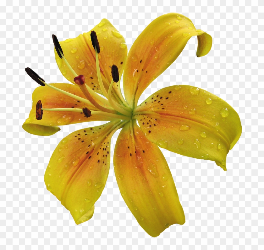 Lily Yellow Flower Png Clipart #3968166