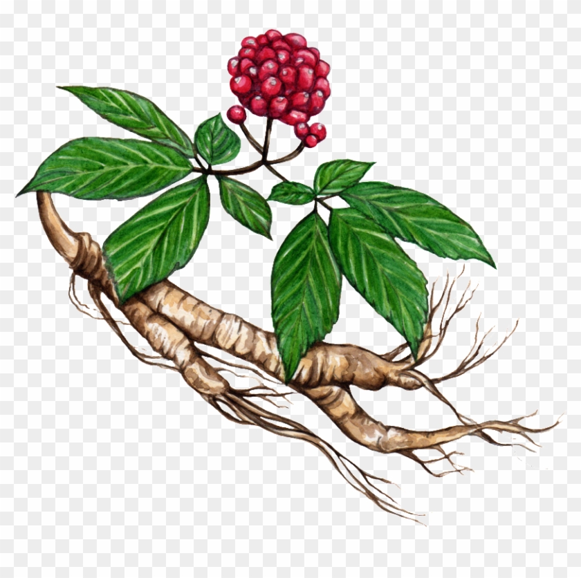 Ginseng And Ginger Artist Emmaline Bailey - Женьшень Png Clipart #3968203