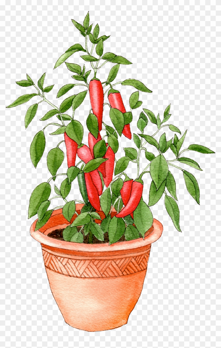 Pepper In Pot - Flowerpot Clipart #3968517