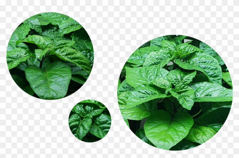 Pepper Plants Are Now Available Toronto, Ontario Limited Clipart #3968618