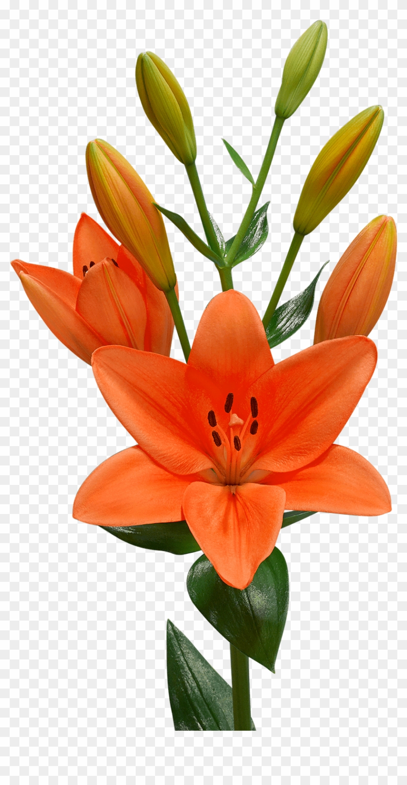 Lirio Naranja Png Clipart