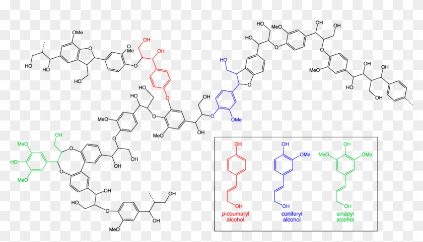 6 Lignin Egee 439 Chemical Composition Of Wood Ash - Lignin Structure Clipart