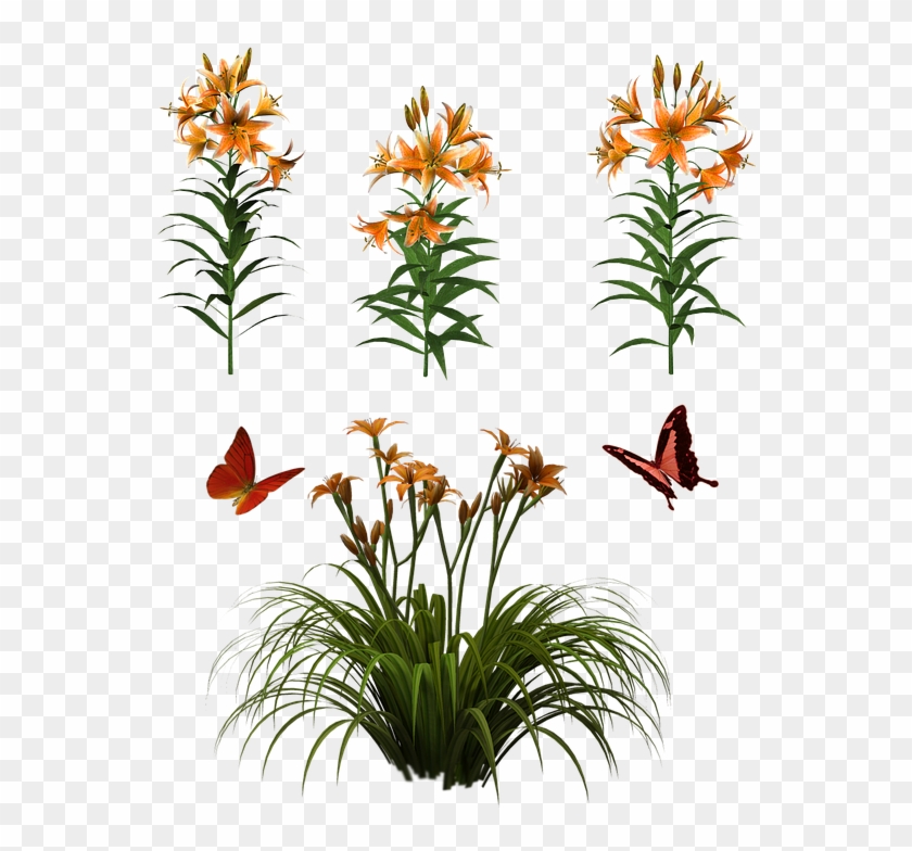Flowers Isolated Butterfly Plant Tiger Lily - Day Lily Png Clipart #3968897