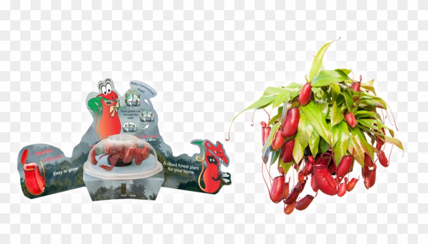 Bd1 - Bird's Eye Chili Clipart #3968984