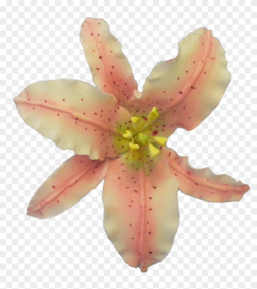 Old-pinklily - Tiger Lily Clipart