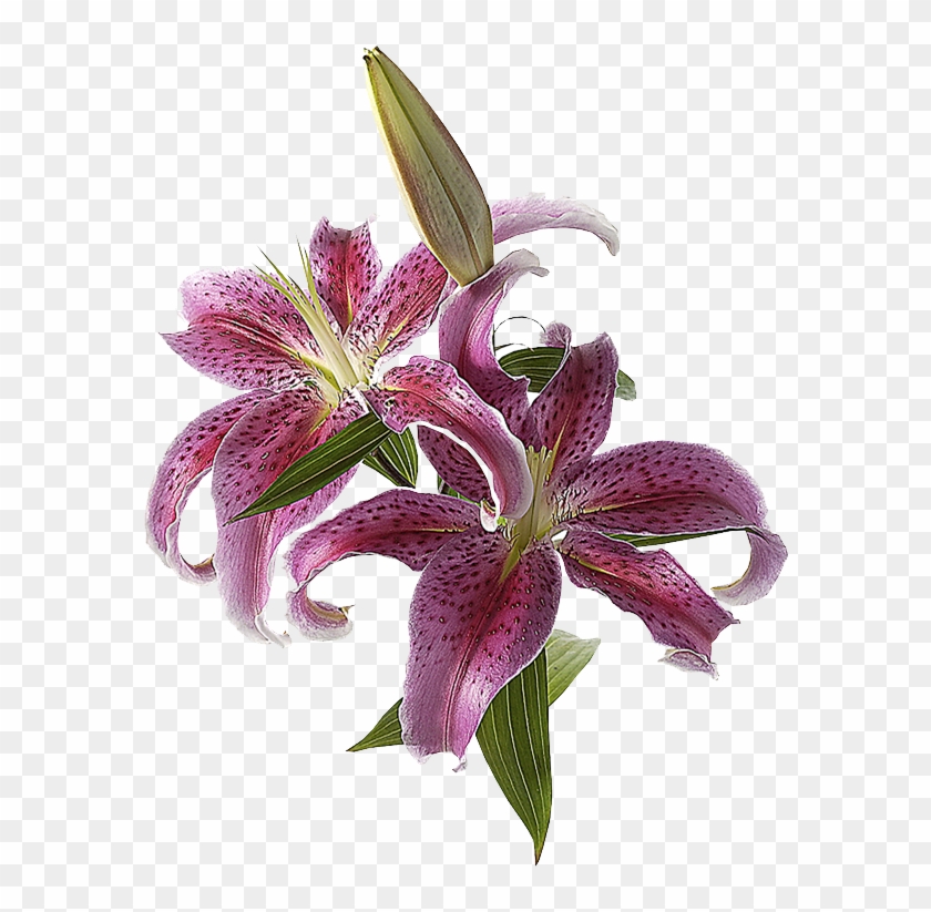 Clip Black And White Amaryllis Drawing Purple Lily - Photoshop De Flores Png Transparent Png