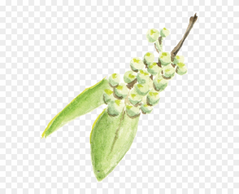 File - 花椒sichuanpepper - Orchid Clipart #3969383