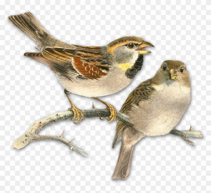 Sparrow Png Picture Clipart - Painting With Book Pages Transparent Png #3969461