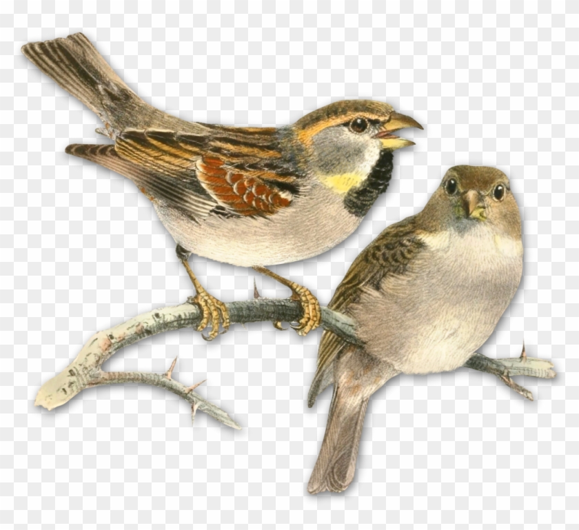 Sparrow Png Picture Clipart - Painting With Book Pages Transparent Png