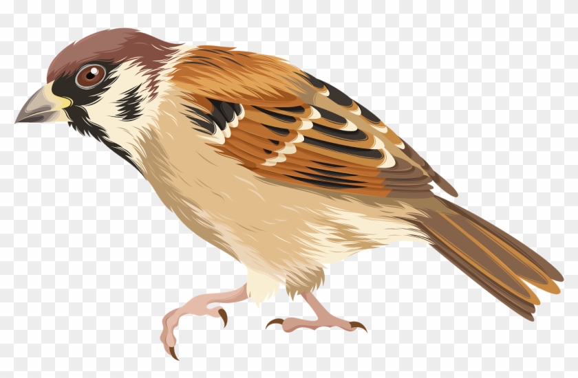 House Sparrow Bird Clip Art - House Sparrow Png Transparent Png #3969524