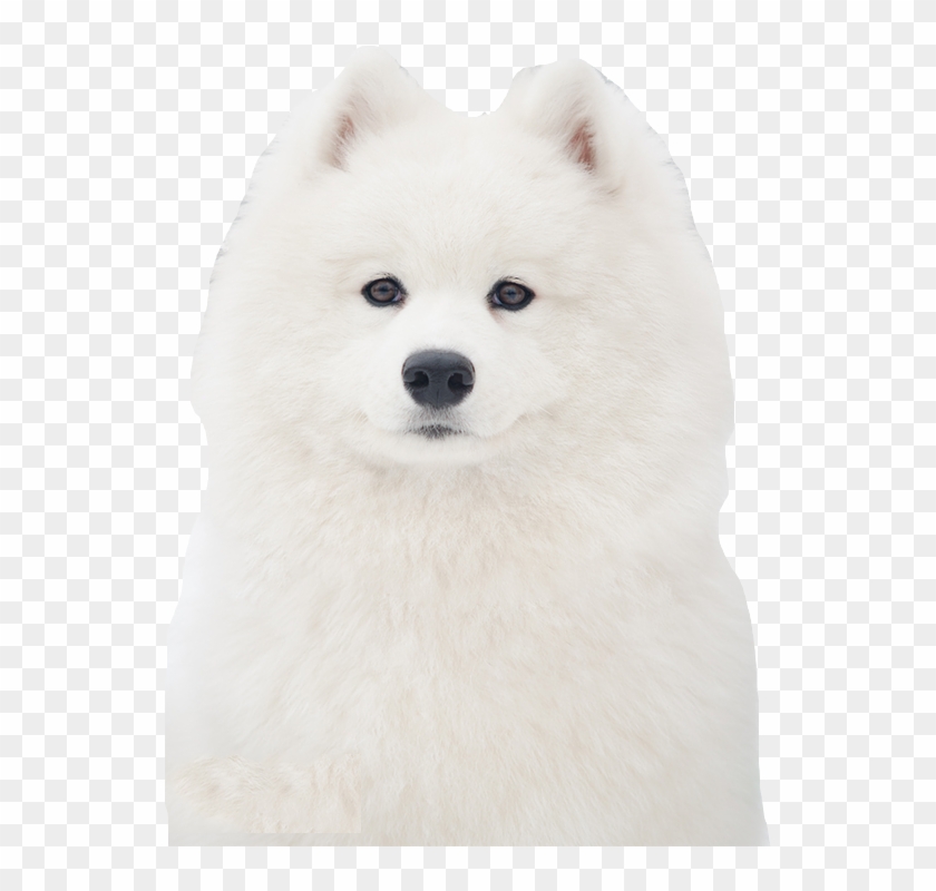 Samoyed Png - Japanese Spitz Clipart