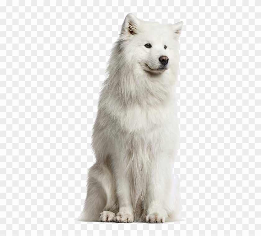 royal canin samoyed
