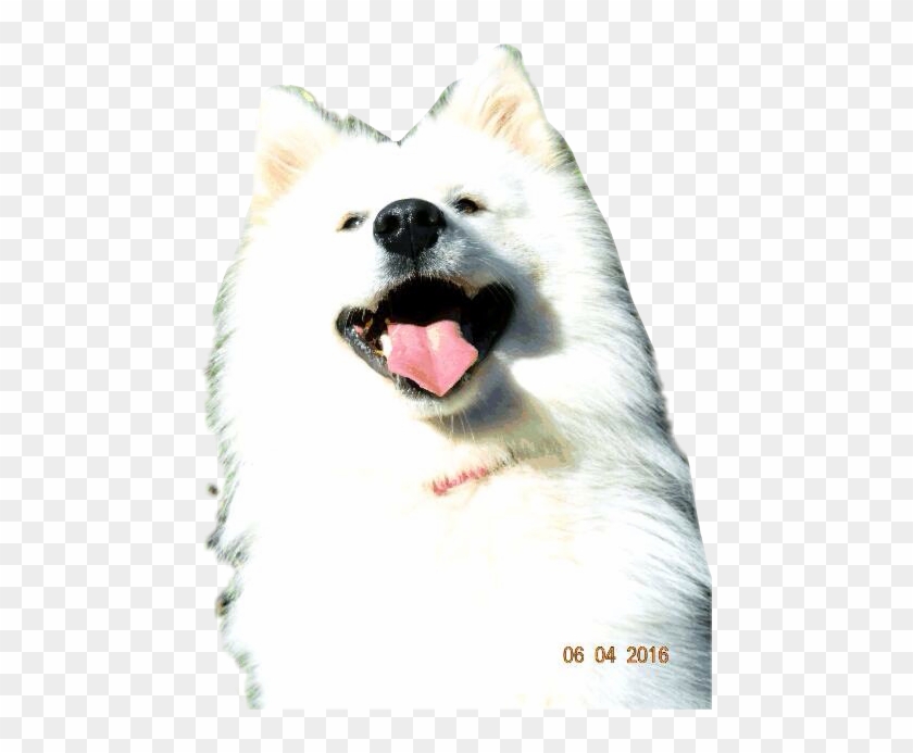 #dog #doglove #dogselfie #samoyeds #samoyed #samoyedsamojedewhite - Japanese Spitz Clipart #3972380
