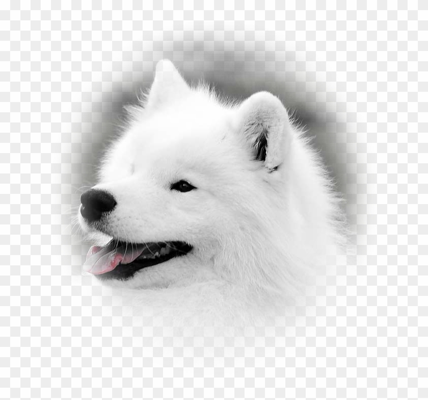 Japanese Spitz Clipart